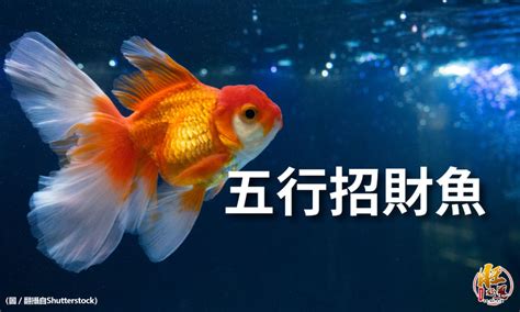 魚數量 風水